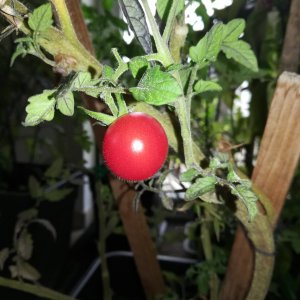 Tomate
