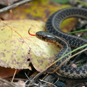 Garter Snake