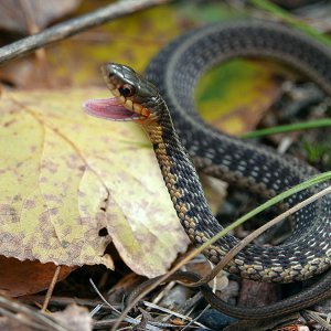 Garter Snake