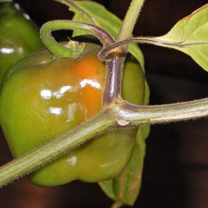 Manzano Michoacan