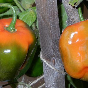 Manzano Michoacan