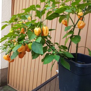 Habanero Orange