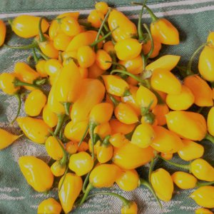 Golden Limon Habiform
