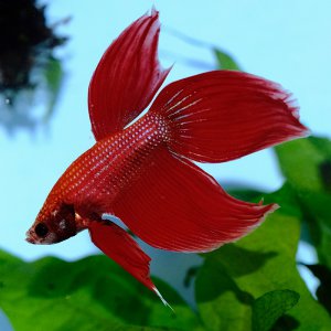 Betta