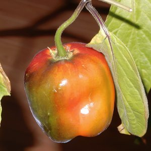 Manzano Michoacan