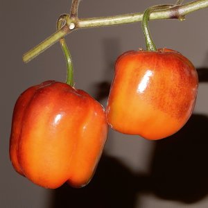 Manzano Michoacan