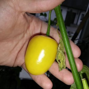 Yellow Rocotto