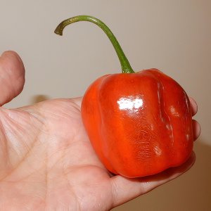 Manzano Michoacan