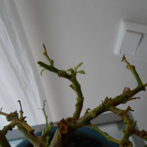 DSCN3140.JPG