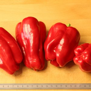 20191109-antep-aci-dolma-HM6C7502.jpg