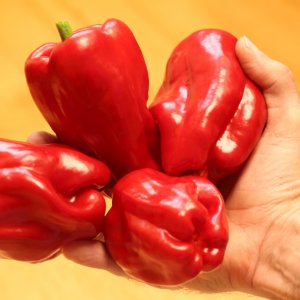 20191109-antep-aci-dolma-HM6C7496.jpg
