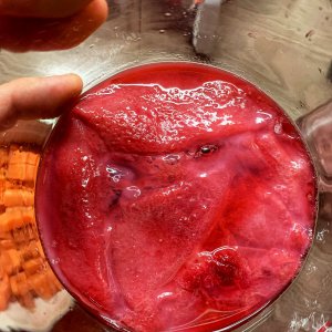 Rosen-SCOBY