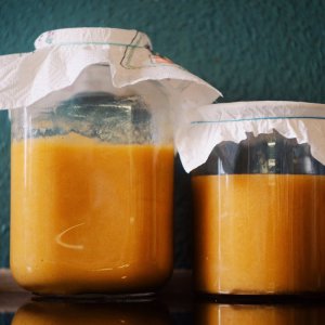 Exoten Kombucha, Start