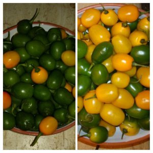 20191107_215023-COLLAGE.jpg