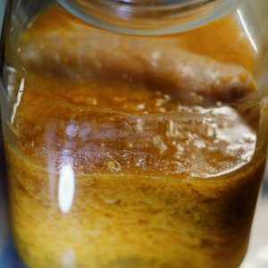 ACE-Kombucha