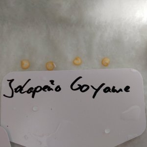 2.12. erste Wurzelspitze Jalapeño Coyame