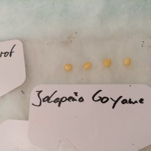 4.12. Jalapeño Coyame macht n Rückzieher