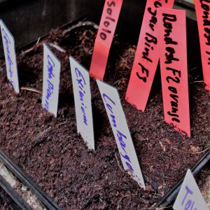 Projekte