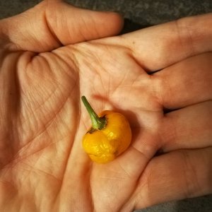 Erste Ernte der Canario aus 2019 -.-