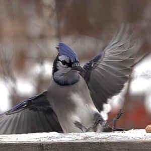 Anflug Blue Jay