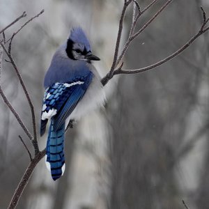 Blue Jay im Frost