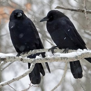 Kraehen im Winter