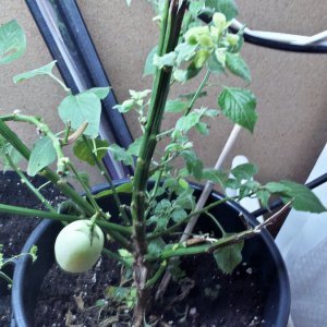 Capsicum Microcarpum