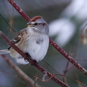 American Tree Sparrow