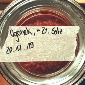 Ogonek