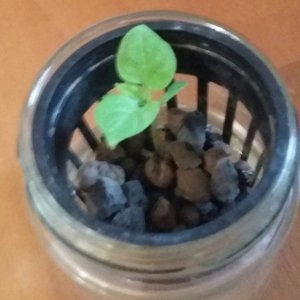 Ecuadorian Red Pepper for Hell- Start