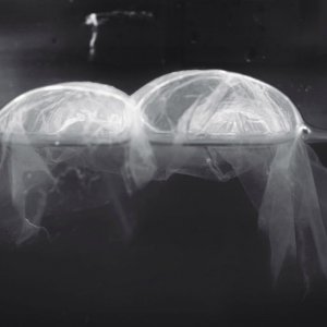 SCOBY
