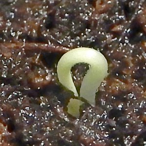 7PotBurgundy