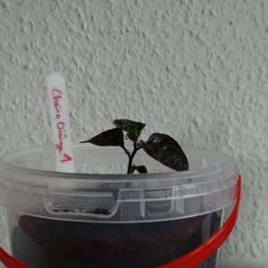 Cheiro Orange 20 1.JPG