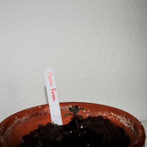 Cheiro roxa 20.JPG