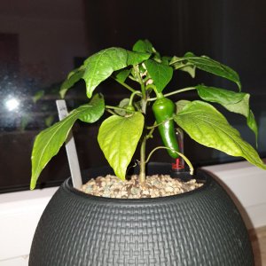 20200107_212906-1512x2016.jpg