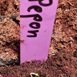 Aji Pepon