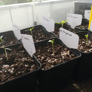 Aji Guyana