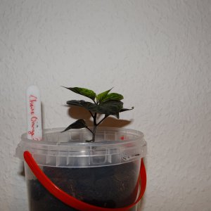 Cheiro Orange 1S.JPG