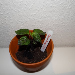 Cheiro Orange 2.JPG