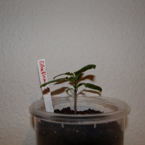Gelbe Riesen s.JPG