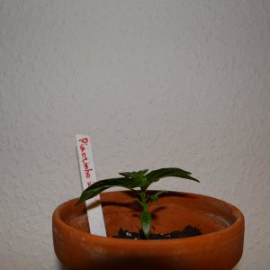 Piaozinho S.JPG