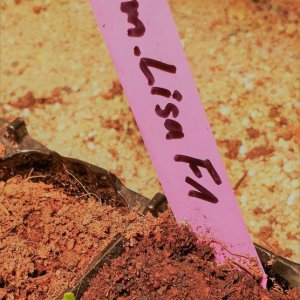 Sugar Rush Peach x Pimenta Lisa F1