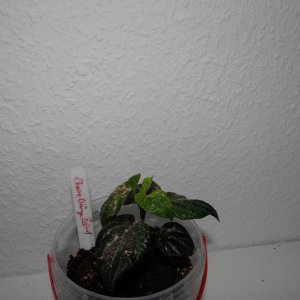 Cheiro Roxa 1.JPG