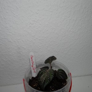 Cheiro Roxa 1C.JPG