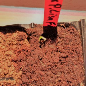 SRP x Pimenta Lisa F1