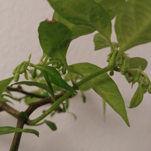 22.1. Golden Limon Knospen