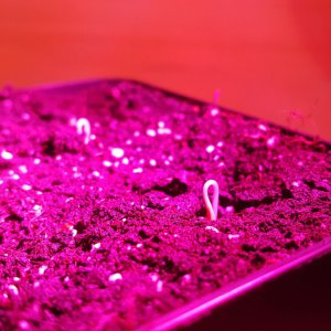 Marie's Annuum 27.01.20