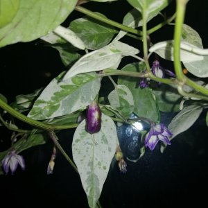 IMG_20200128_072809.jpg
