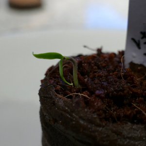 P1000129.JPG