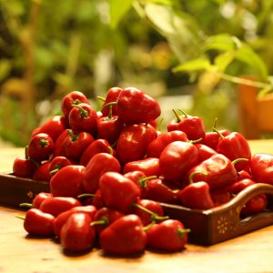 20191207-rocoto-cuencano-HM6C7532.jpg